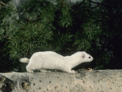 Czy białe łasice znikną z Polski? Nowe obserwacje naukowców