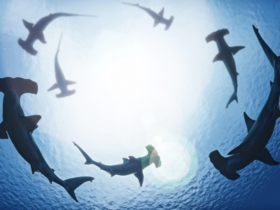 Kwitnące populacje rekinów na odległych wyspach. Kontrast z wybrzeżami