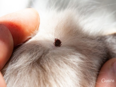 Sezon na kleszcze trwa cały rok