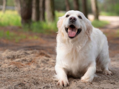 Nowa ulga dla właścicieli psów. Za określone wydatki skarbówka zwróci pieniądze