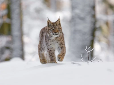 Zastrzelili samicę rysia. Przełom w sprawie kłusowników