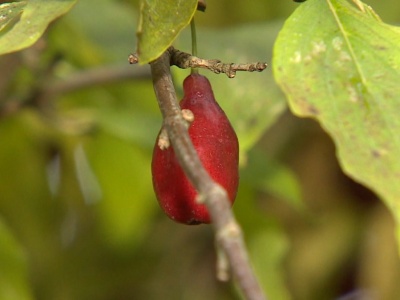 Hit w PRL-u, teraz wraca na stoły. Kiszony jest znany jako 