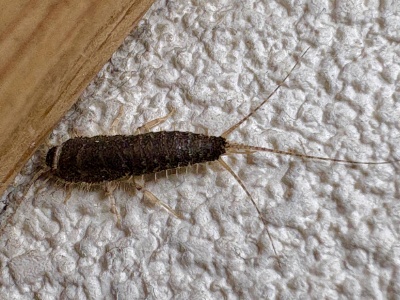 Jak pozbyć się rybików cukrowych? Profesor odpowiada