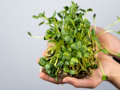 Zielono na parapecie – jak uprawiać mikrolistki?