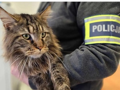 Ukradł rasowego kota, który spacerował po ulicy obok swojej posesji. Jego wartość to aż 12 tys. zł