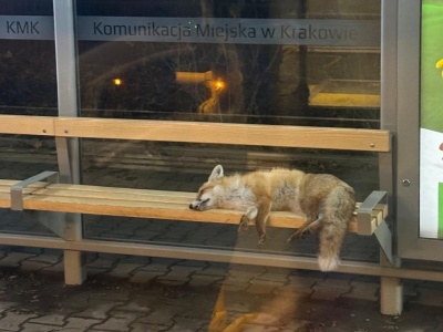 Martwy lis na przystanku (Galeria)