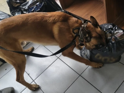 Panda wytropiła kontrabandę