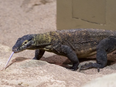 Zaskakujące zdolności waranów z Komodo. Ofiarę wyczuwają z kilku kilometrów