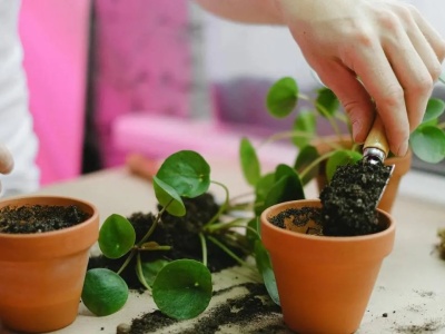 Masz rękę do kwiatów? Ten QUIZ wyłoni prawdziwych mistrzów