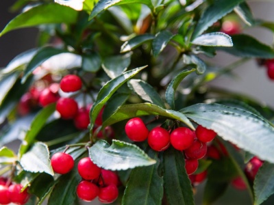 Ta roślina szturmem podbija polskie parapety. Zimą obsypuje się czerwonymi 