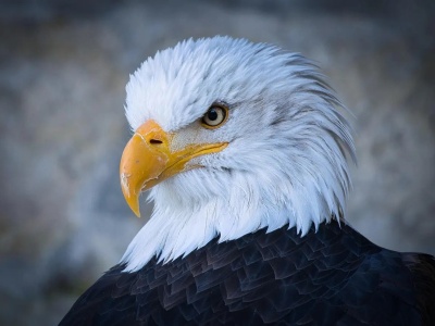 Ministerstwo odpowiada na postulaty rolników w sprawie szkód powodowanych przez dzikie ptaki