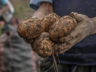Klęska urodzaju rujnuje rolników. Rząd buja w obłokach: kupmy sobie Carrefoura