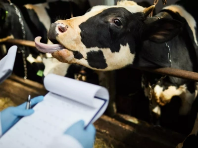 Niebieski język rozlewa się po kraju. 8 nowych ognisk. Sprawdź, gdzie