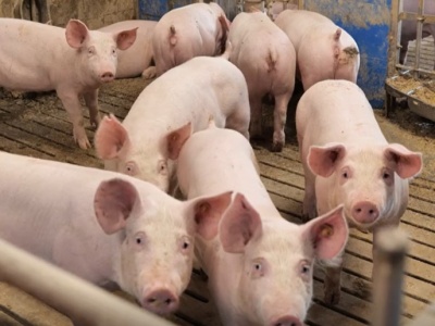 Francja traci samowystarczalność w zakresie wieprzowiny. Import rośnie, hodowców ubywa