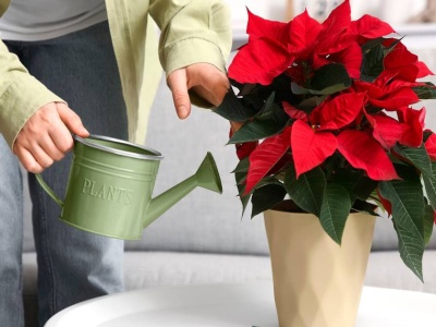 Jak dbać o gwiazdę betlejemską, żeby długo kwitła? Wystarczy jeden prosty trik