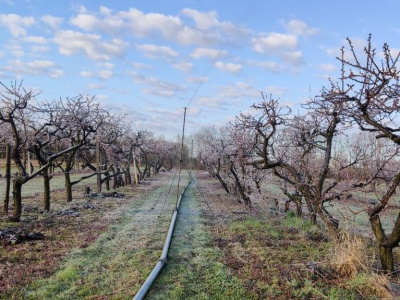 Pomoc dla sadowników – od dzisiaj można składać wnioski