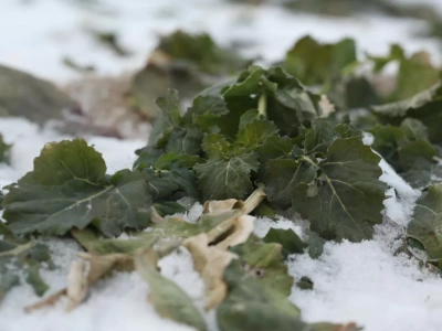 Okrywa śnieżna a przezimowanie ozimin: jak mróz wpływa na zboża i co grozi roślinom bez naturalnej ochrony?