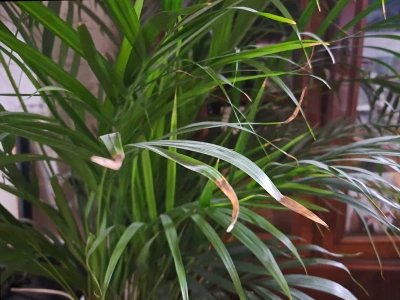 Palma areka ma zasuszone końcówki liści? Ratunek, efekty już po 3 tygodniach