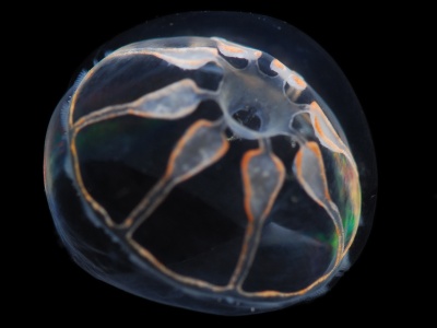 Niewidzialna bariera w Oceanie Atlantyckim. Naukowcy odkryli, dlaczego tamtejsze organizmy pojawiają się w różnych częściach świata