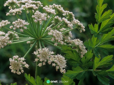Tą rośliną skracano męki. 