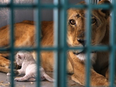 Tragedia w brazylijskim zoo. 19-latek zginął po ataku lwicy