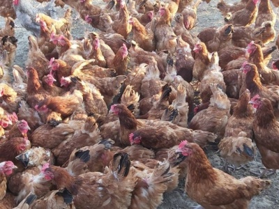 Nasilają się ogniska ND w Polsce. Nowe przypadki w wielkich stadach drobiu