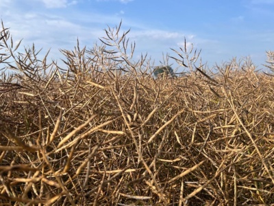 Ceny oleistych na światowych  giełdach w minionym tygodniu wzrosły