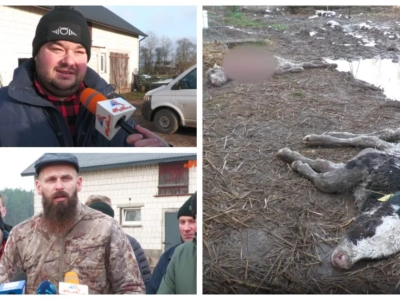 Gmina Kobylin-Borzymy: Rolnicy apelują o pilne działania w związku z atakami wilków