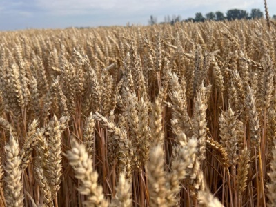 Zmienny tydzień notowań zbóż na światowych rynkach