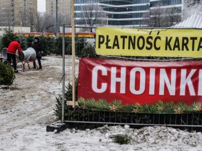 Ruszył sezon na choinki i karpie. Tyle w tym roku kosztuje świąteczna tradycja
