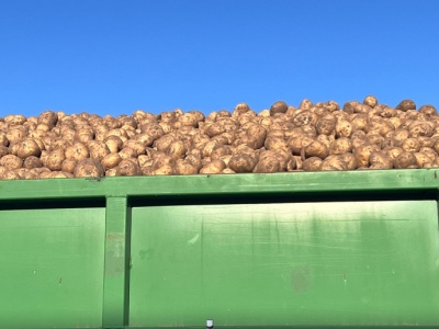 Nadprodukcja dusi rynek ziemniaka. Na Zachodzie rolnicy przekonywani są do ograniczenia produkcji