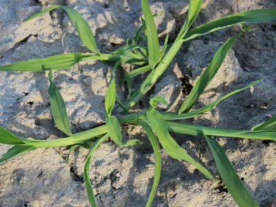 Strategie odchwaszczania kukurydzy 2026. Jak uniknąć błędów w nowym sezonie?