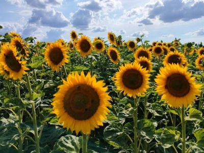 Czy słonecznik wyprze kukurydzę?