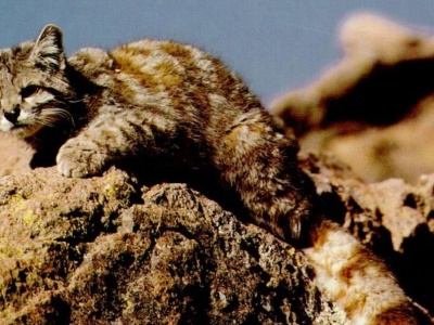 Przepiękny kot powraca. Bezcenne zwierzę nagrały kamery. Co za ogon!