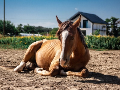 Akcja ratunkowa w stanicy Hucuł. Sułkowice