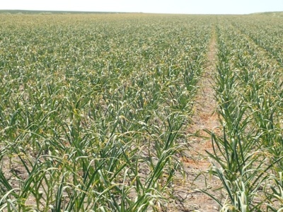 Rynek czosnku niestabilny. Co to znaczy dla polskich producentów?