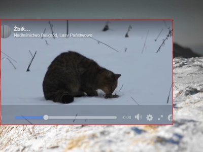 W Bieszczadach pojawił się wyjątkowy drapieżnik. 