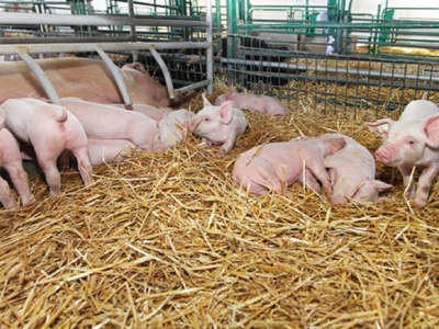 20 miliardów złotych strat i brak efektów. Trzeba radykalnie zmienić sposób walki z ASF