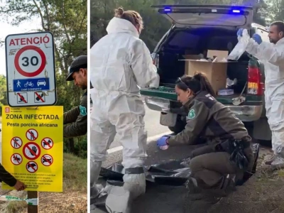 ASF pod Barceloną. Kolejne kraje zamykają granice, a Europie grozi kryzys cenowy