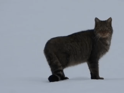 Oko w oko z drapieżnikiem. W bieszczadzkich lasach nagrano żbika, który nie czuje strachu