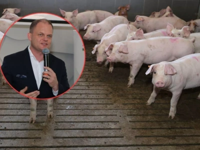 Tuczniki tanieją, rolnicy jadą pod zakład. Animex wyjaśnia, co obniża ceny świń