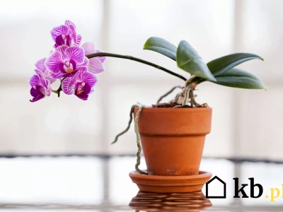 Jedna rzecz z kosmetyczki sprawi, że storczyki odżyją w kilka dni. Ogrodnicy to uwielbiają