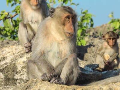 Sekretne życie rzymskich żołnierzy. Traktowali ukochane małpy jak ludzi