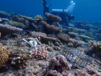 Ratunek dla Wielkiej Rafy. Australia testuje robotyczny system do precyzyjnego sadzenia koralowców