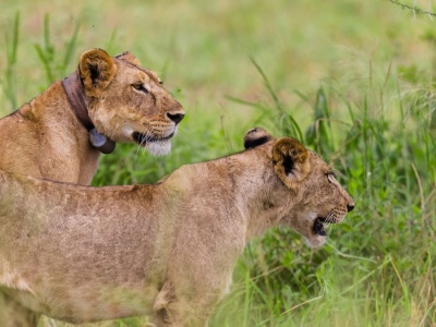 Drapieżniki nie przetrwają batalii z człowiekiem. Zajmujemy ich tereny