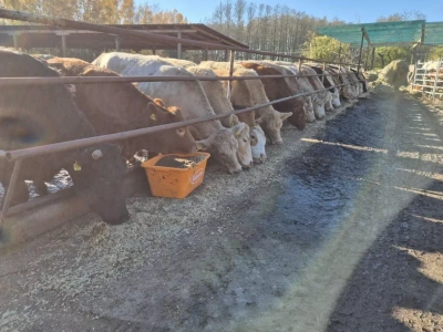 Rolnik nazwany „nieświadomym dywersantem”. Bo walczy o swoje bydło