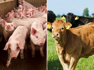 Rolnik za błąd zapłaci nawet 65 tys. zł kary. Nowe przepisy wchodzą po cichu