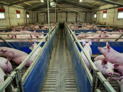 Ceny świń runęły nawet o 50 gr. Ile zakłady płacą za tucznika?