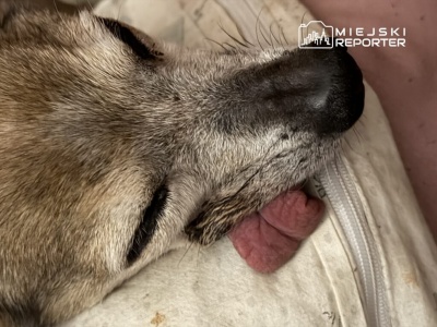 Skrajnie zaniedbany pies bez pokarmu i leczenia na gospodarstwie. Śledztwo prokuratury