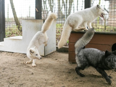 Koniec koszmaru zwierząt. Ustawa zakazująca hodowli zwierząt na futra podpisana